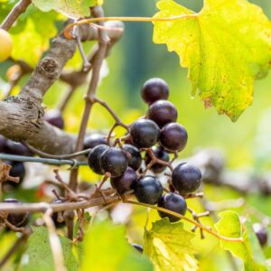 Delicious Muscadine Grape Vine