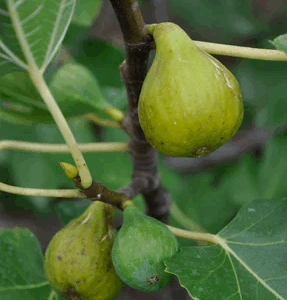 Green Ischia Fig Tree