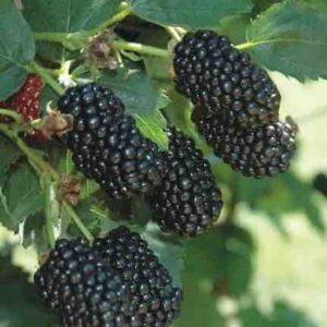 Freedom Blackberry Bush