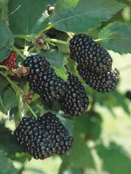 Freedom Blackberry Bush