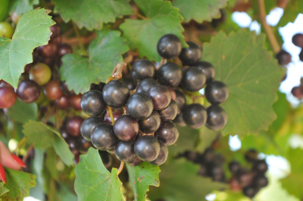 Noble Muscadine Grape Vine