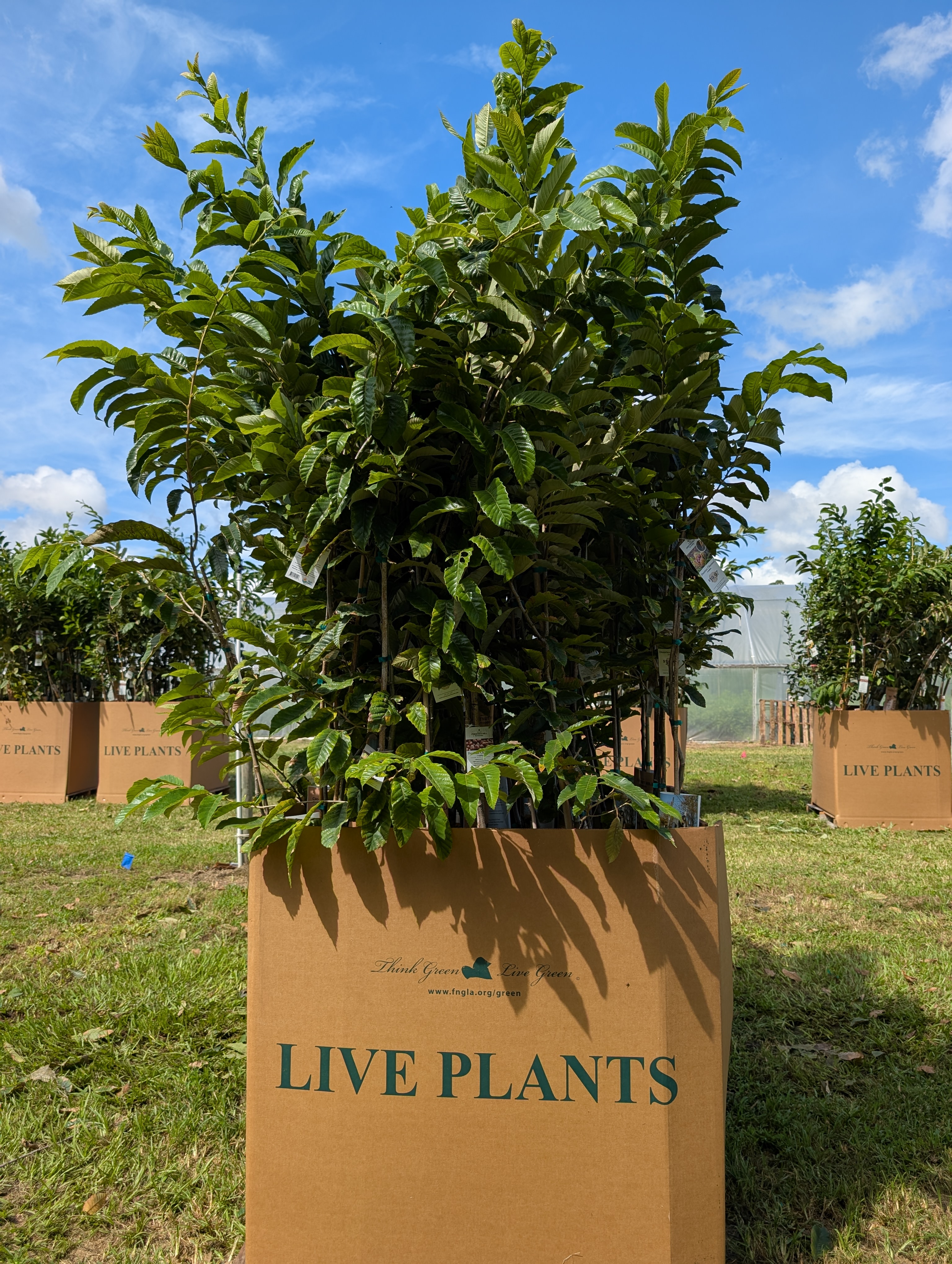 Mixed Dunstan Chestnut Tree Bulk Pallet – 3 & 7 Gallon Sizes (44 Trees) - Image 2