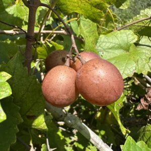 Summit Muscadine Grape Vine