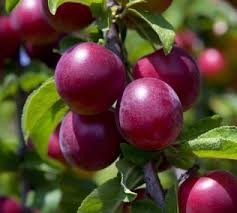 AU Producer Plum Tree