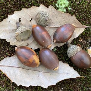 Swamp Chestnut Oak Tree