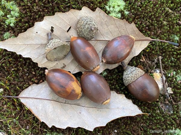 Swamp Chestnut Oak Tree – Chestnut Hill Nursery
