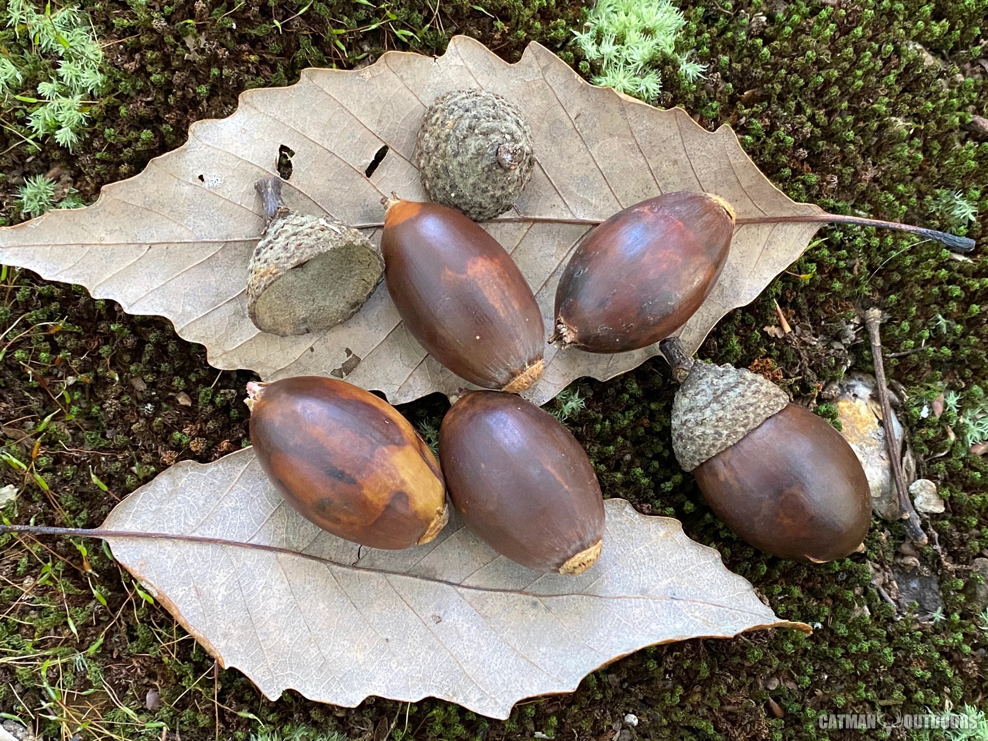 Swamp Chestnut Oak Tree