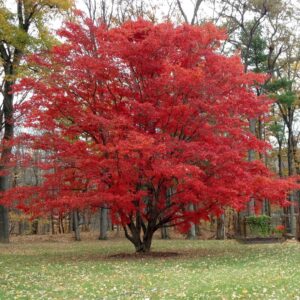 Red Maple Tree