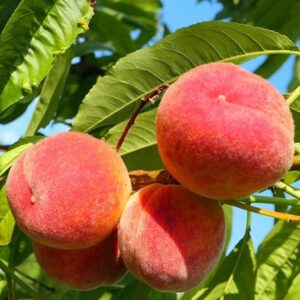 Flordaking (Florida King) Peach Tree