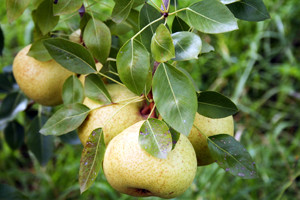 Orient Pear Tree