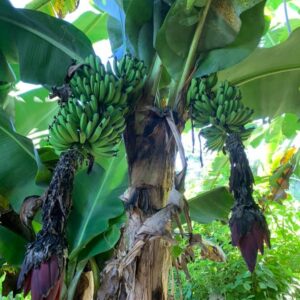 Double Mahoi Banana Tree