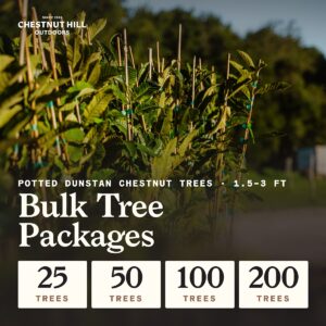 Dunstan Chestnut Bulk Packages: 25 to 200 Potted Trees | 1.5-3 ft