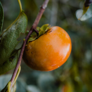 Ichi-Ki-Kei-Jiro Persimmon Tree