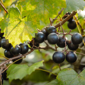 Jumbo Muscadine Grape Vine